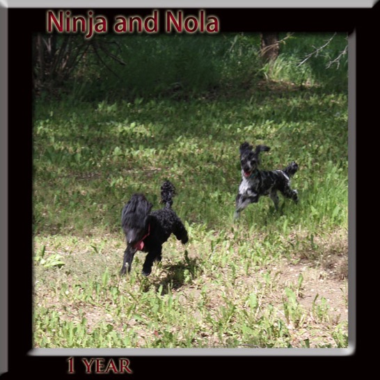 ninja and Nola running 1 yr
