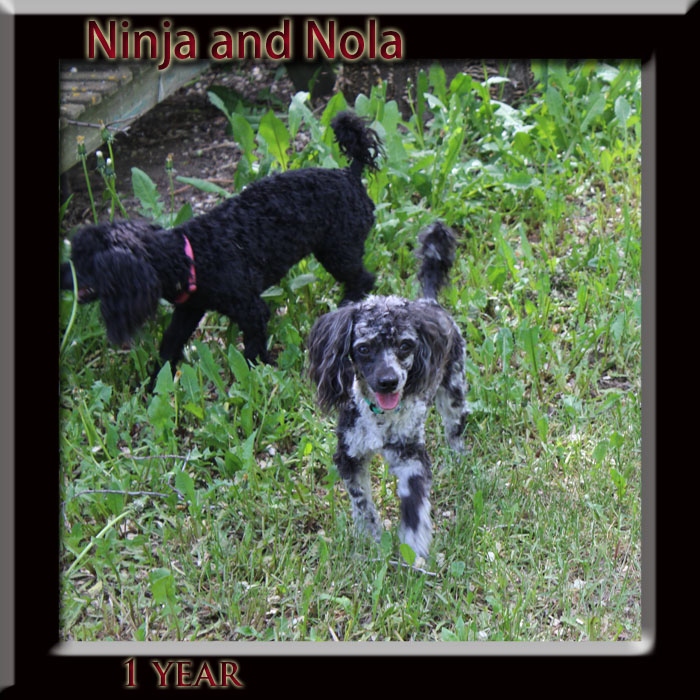 Ninja and Nola 1 yr