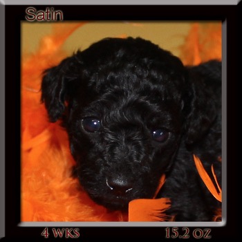 satin4wk head