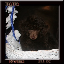 toto10 wk