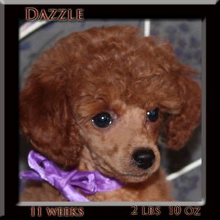 dazzle face 11wk