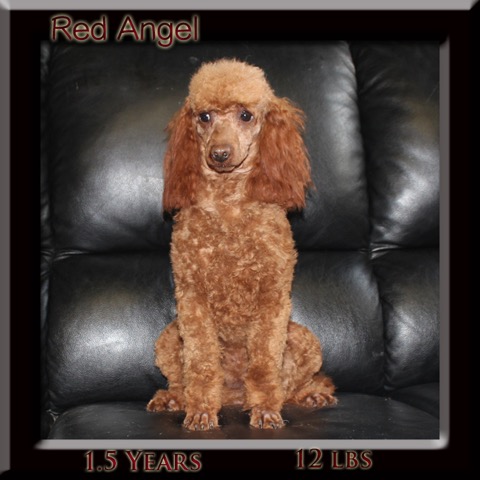 Red Angel yr