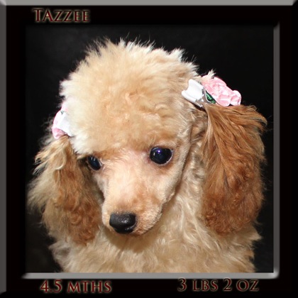 tazzee face 4.5mth