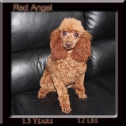 red-angel1-year-3-2