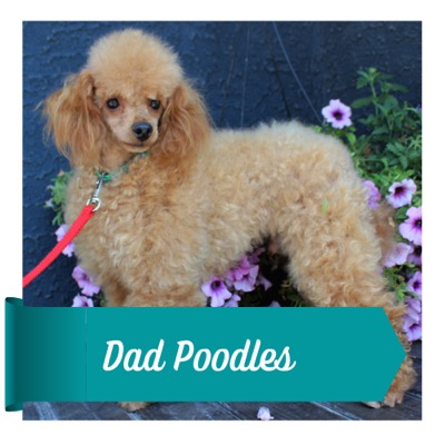 Dad Poodles