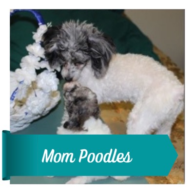 Mom Poodles