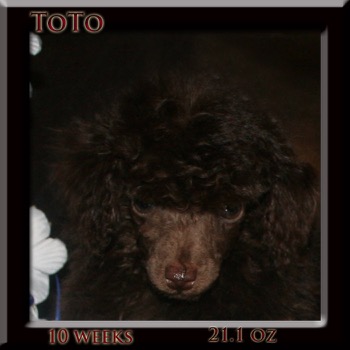 toto face10wk
