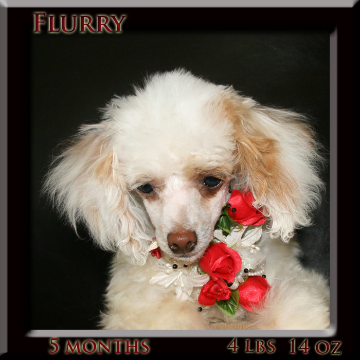 flurry face 5 mth