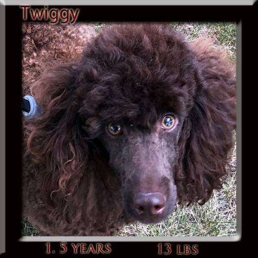 twiggy face 1.5 year