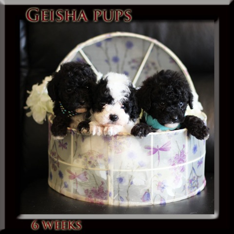 Geisha pups 6 wk
