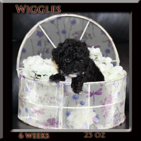 wiggles 6 wks