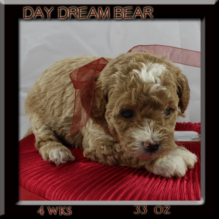 daydream bear4wk