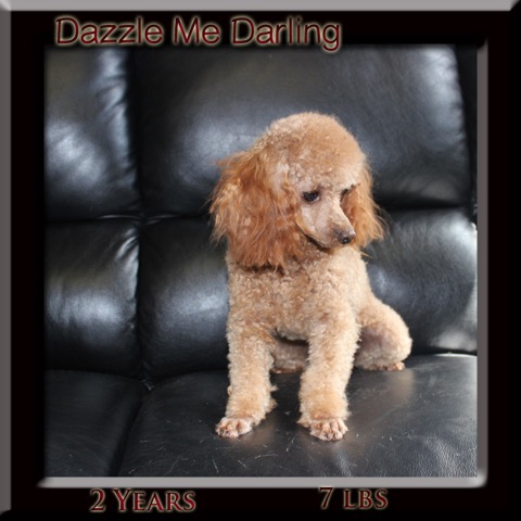 dazzle 2 year