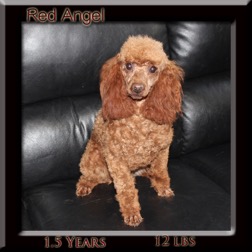 Red angel1 year