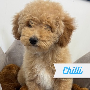 Chilli