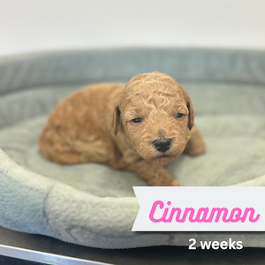 Cinnamon
