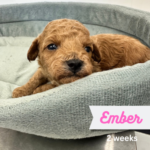 Ember