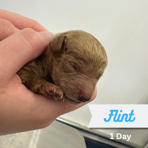 Flint