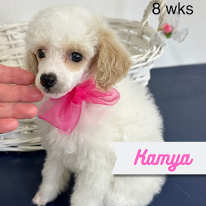 Kamya
