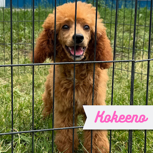 Kokeeno