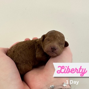 Liberty