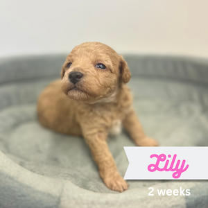 Lily