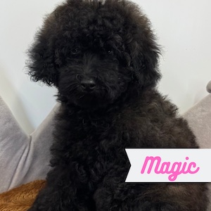 Magic