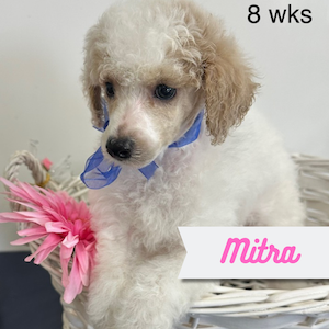 Mitra