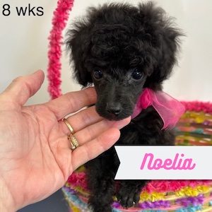 Noelia