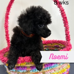 Noemi