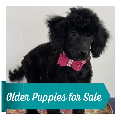 Older Puppies for Sale_500x500