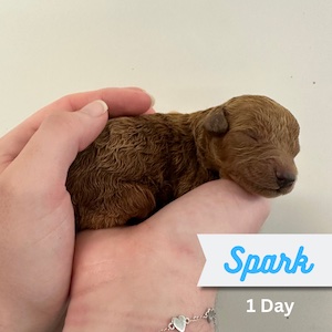 Spark