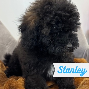 Stanley