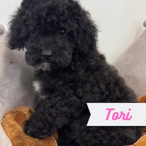 Tori