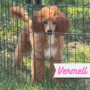 Vermell
