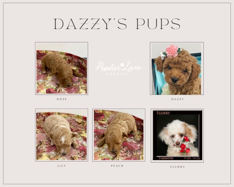 Dazzy&#39;s pups 