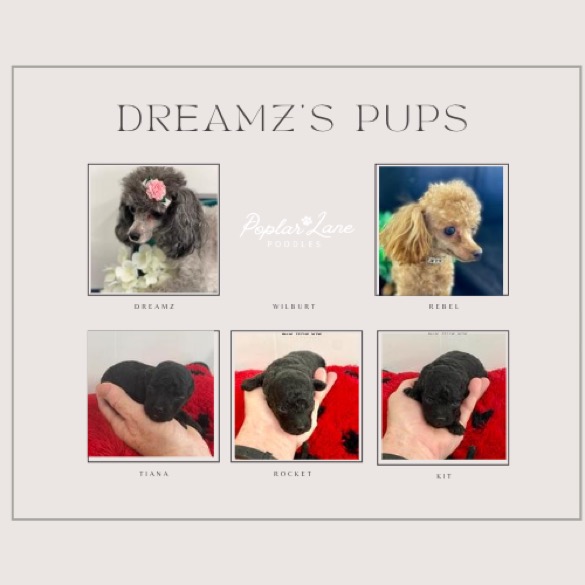 Dreamz pups