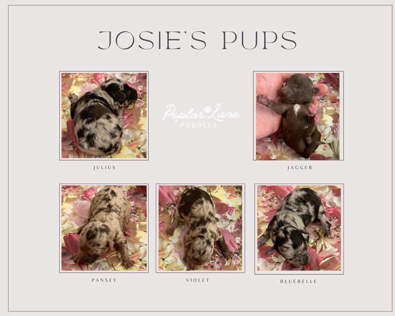 Josie&#39;s 1 pups 