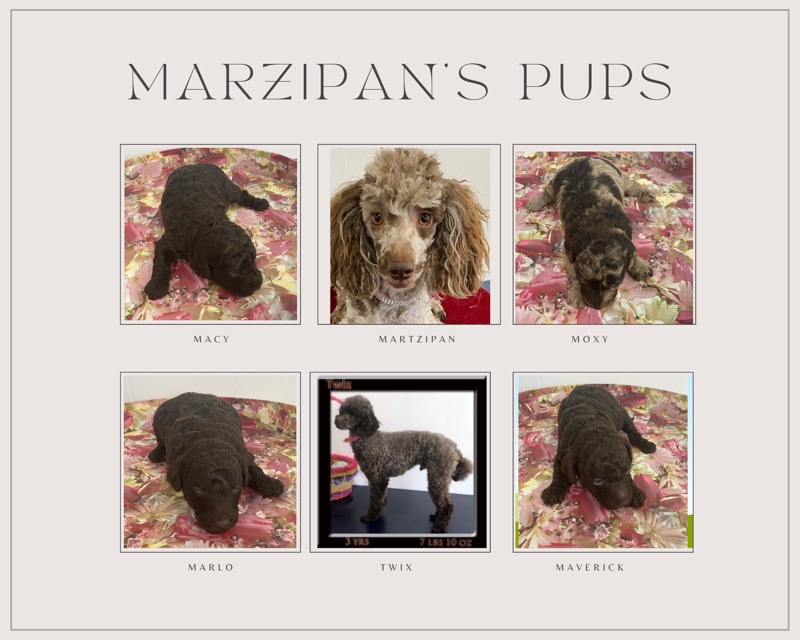 Marzipan&#39;s pups 