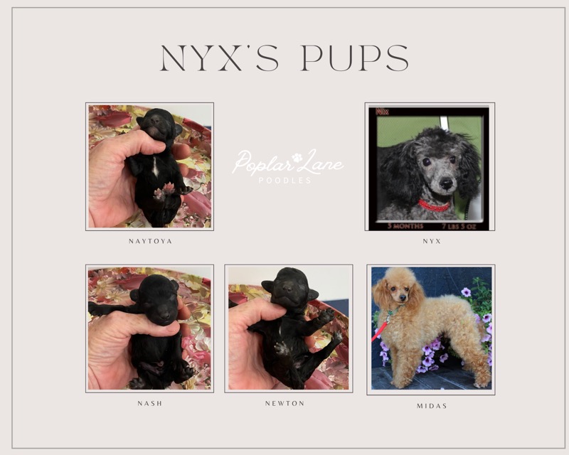 Nyx&#39;s pups 