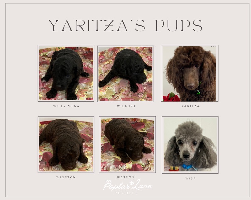 Yaritza&#39;s pups 